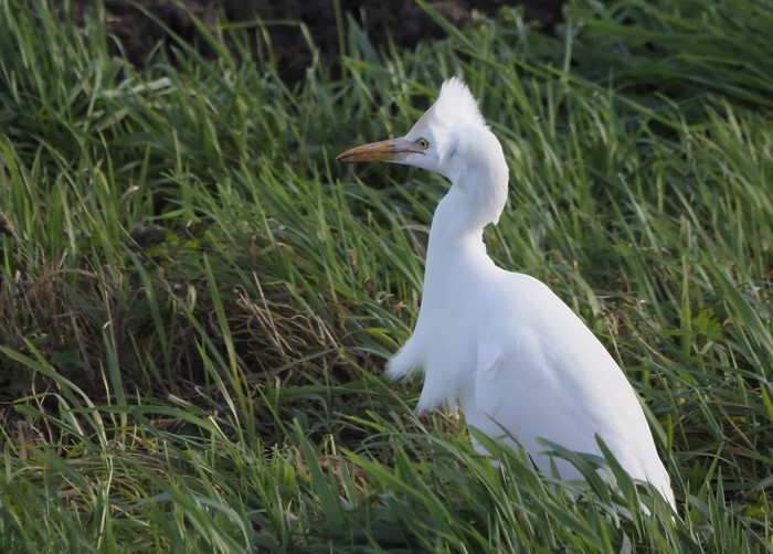 Cattle Egret