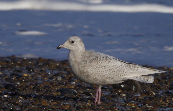 Iceland Gull