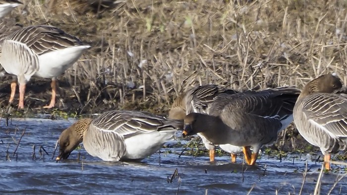 Tundra Bean Goose