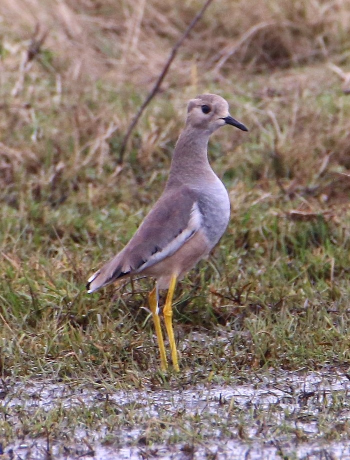White-tailed Lapwing