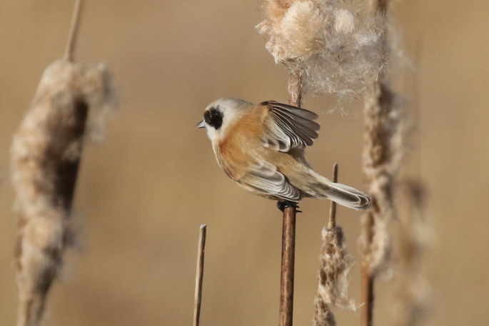 Penduline Tit