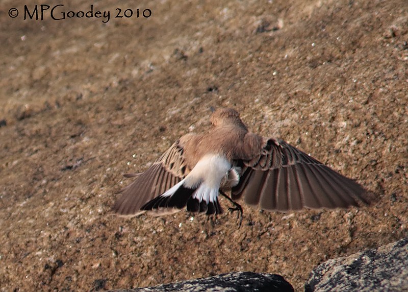 Western Black-eared Wheatear