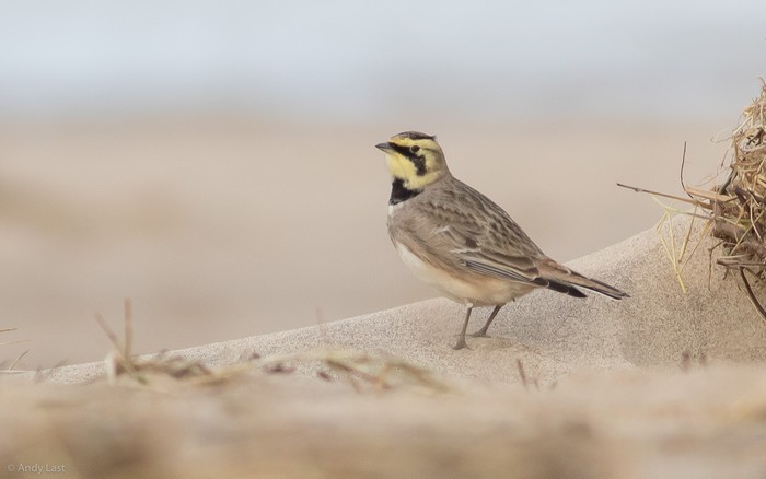 Shorelark