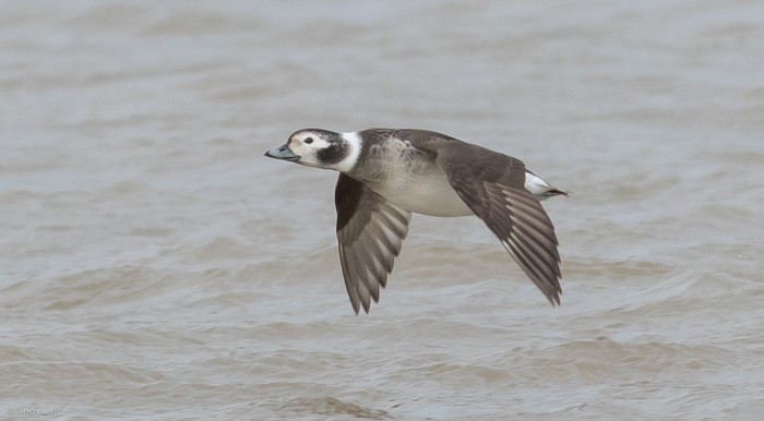 Long-tailed Duck
