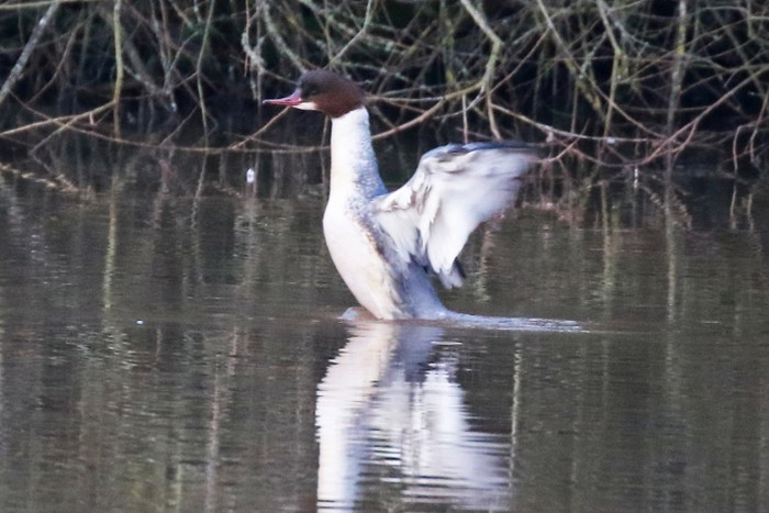 Goosander