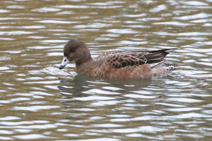 Wigeon