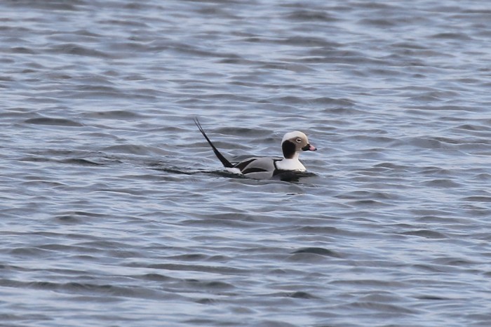 Long-tailed Duck
