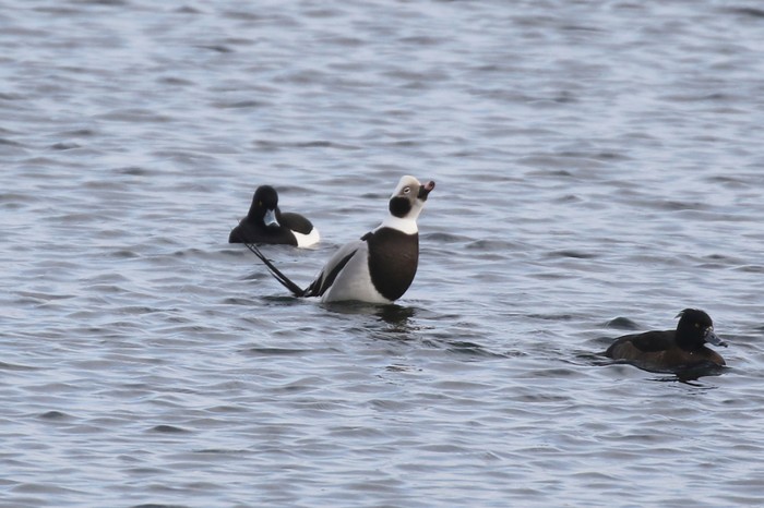 Long-tailed Duck