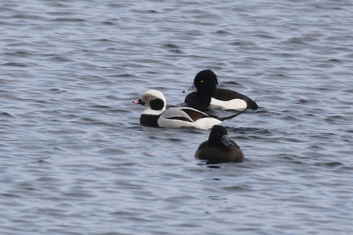 Long-tailed Duck