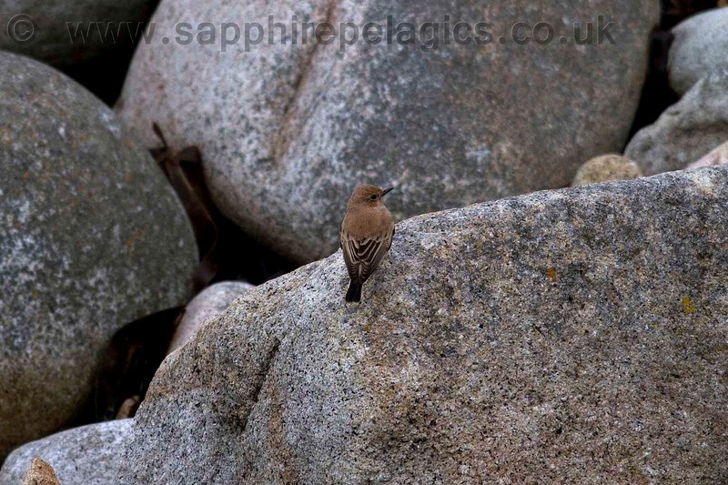 Western Black-eared Wheatear