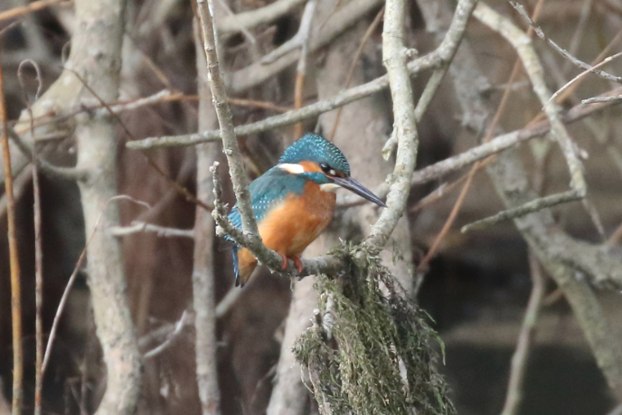 Kingfisher