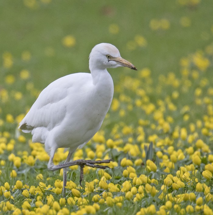Cattle Egret