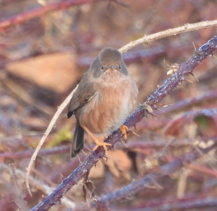 Dartford Warbler