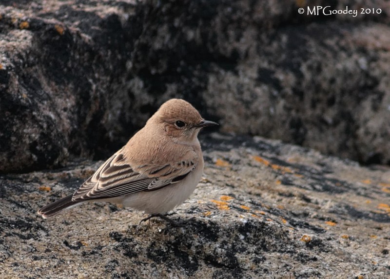 Western Black-eared Wheatear