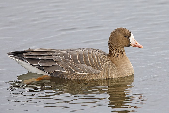 Russian White-fronted Goose