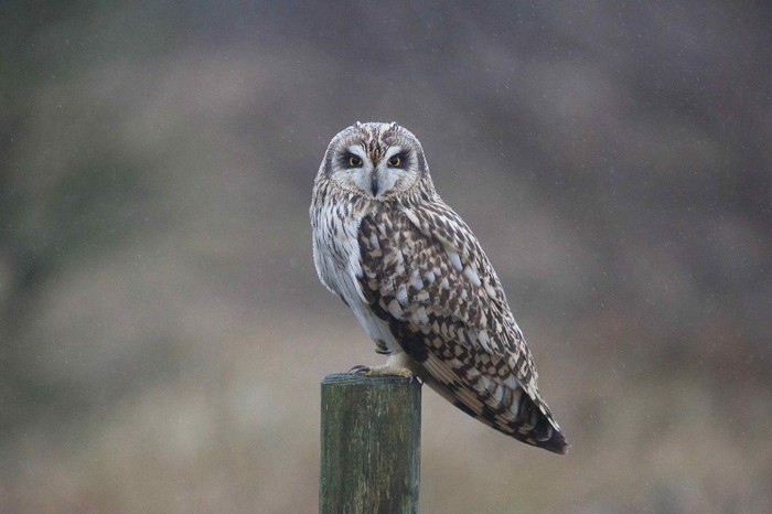 Short-eared Owl