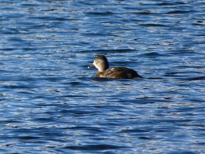 Ring-necked Duck
