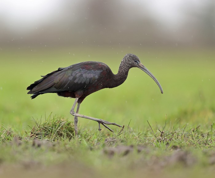 Glossy Ibis