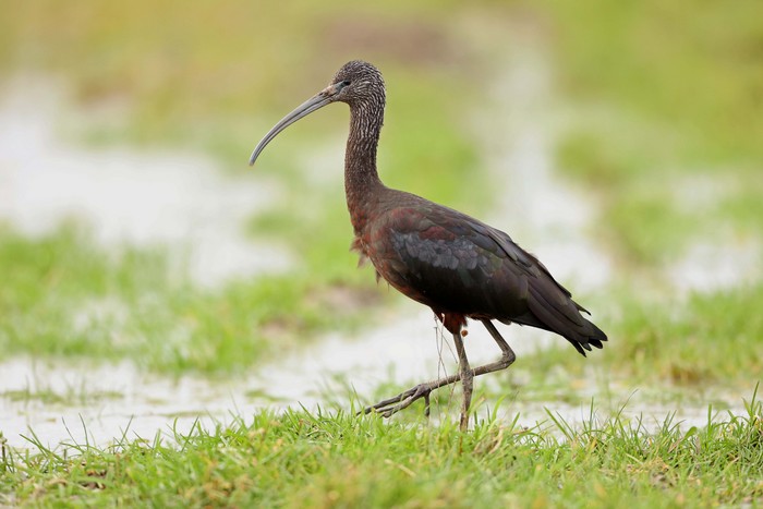 Glossy Ibis