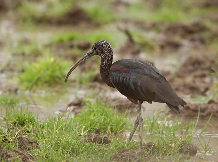 Glossy Ibis