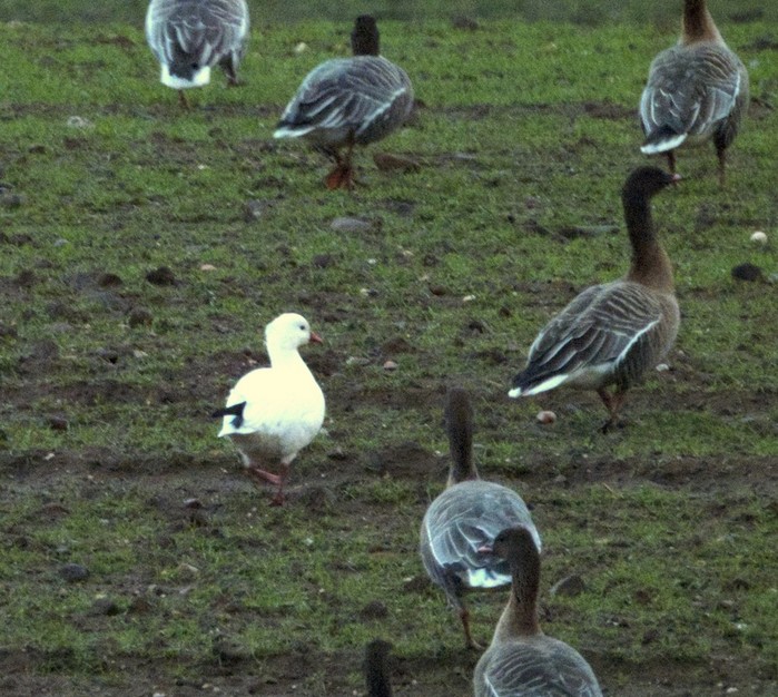 Ross's Goose