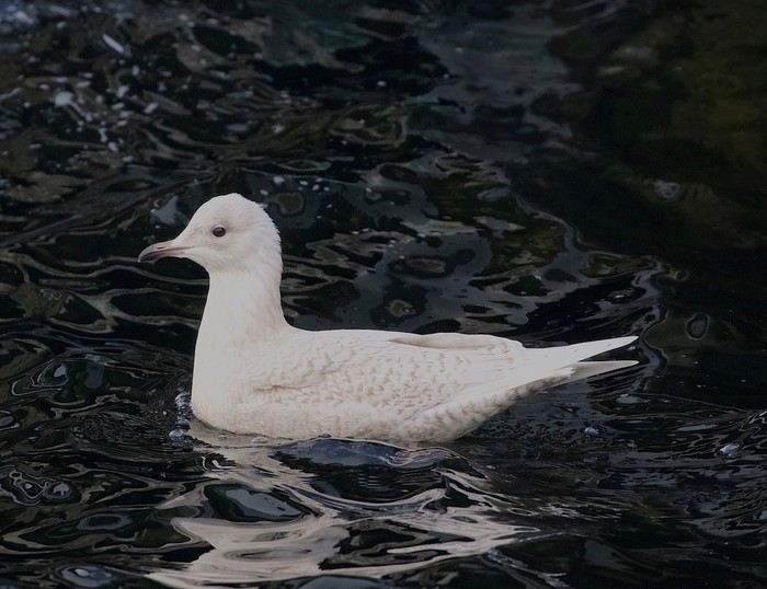 Iceland Gull