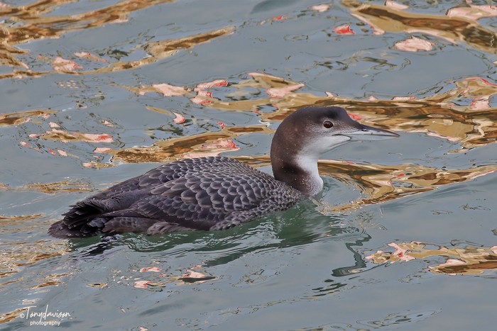 Great Northern Diver