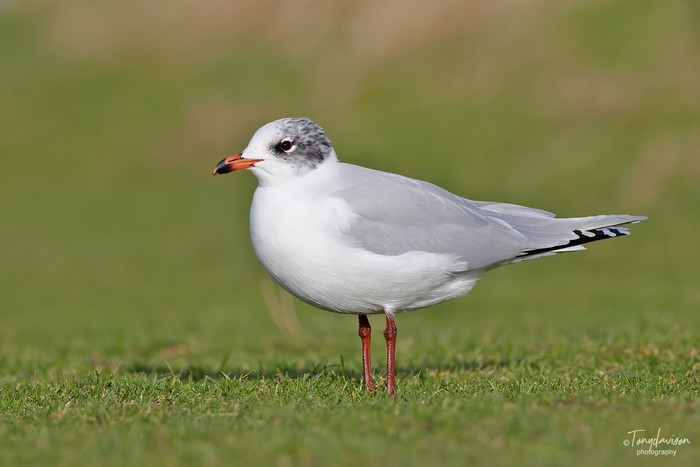 Mediterranean Gull