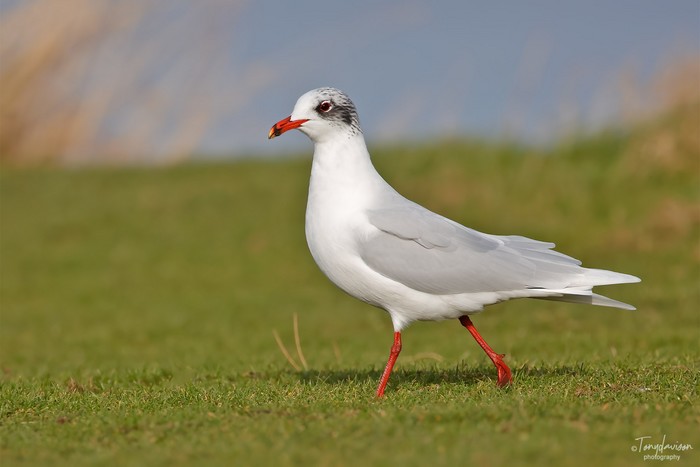 Mediterranean Gull