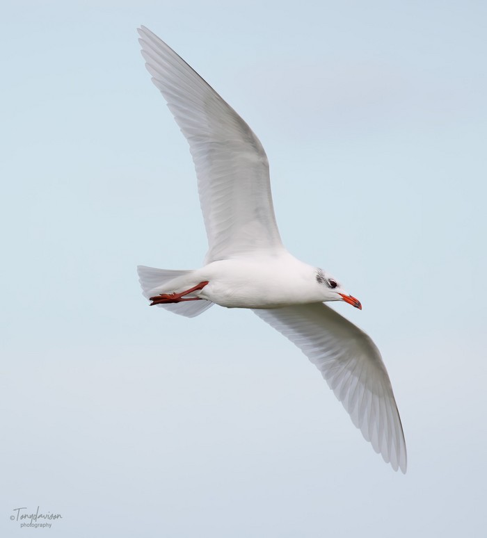 Mediterranean Gull