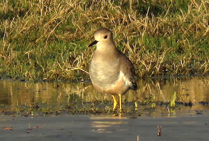 White-tailed Lapwing