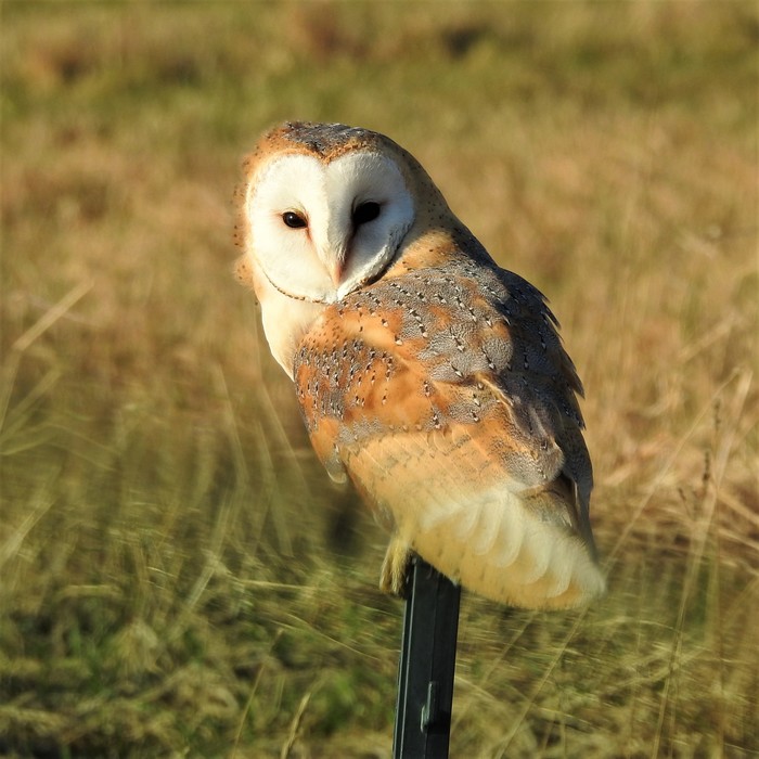 Barn Owl