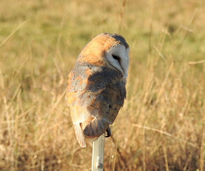 Barn Owl