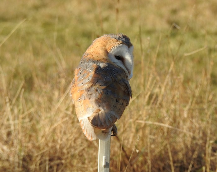 Barn Owl