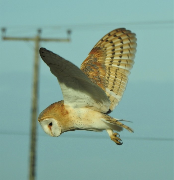 Barn Owl