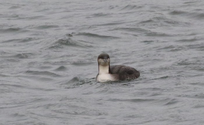 Pacific Diver