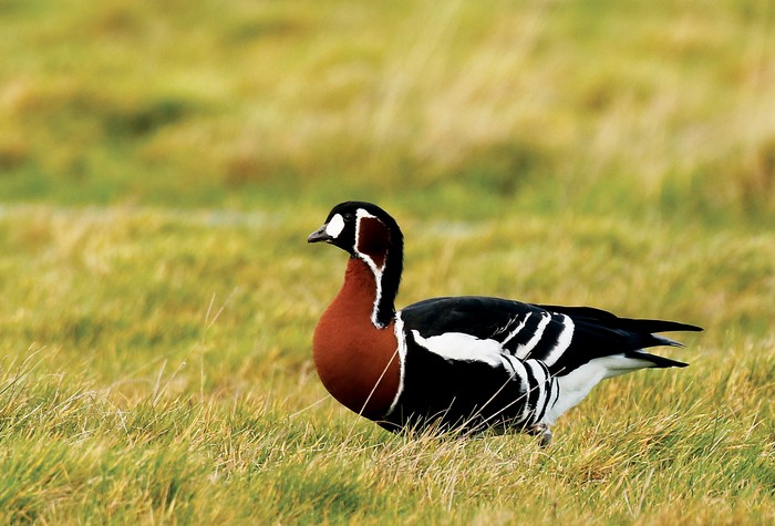 Red-breasted Goose