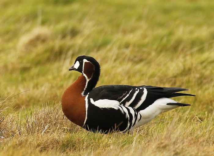 Red-breasted Goose