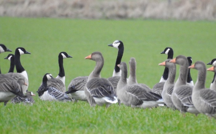 Barnacle Goose
