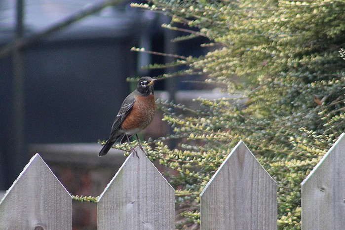 American Robin