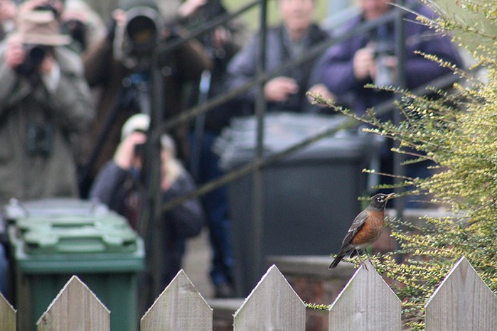 American Robin