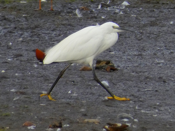 Little Egret