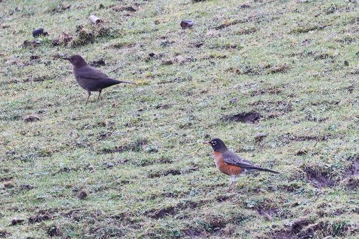 American Robin