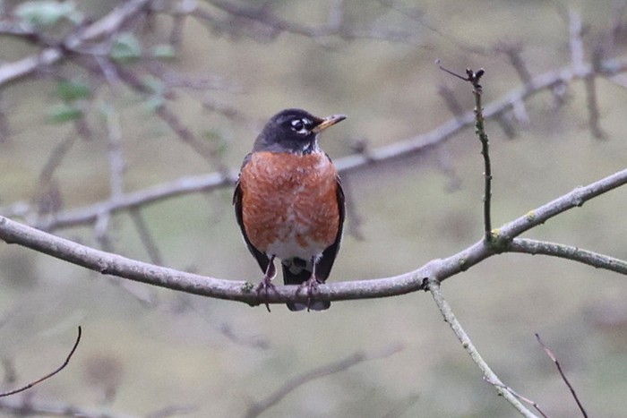 American Robin