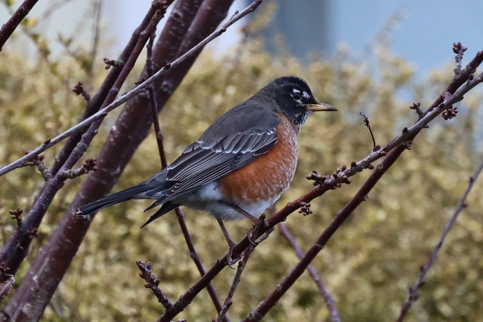 American Robin