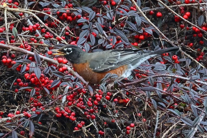 American Robin