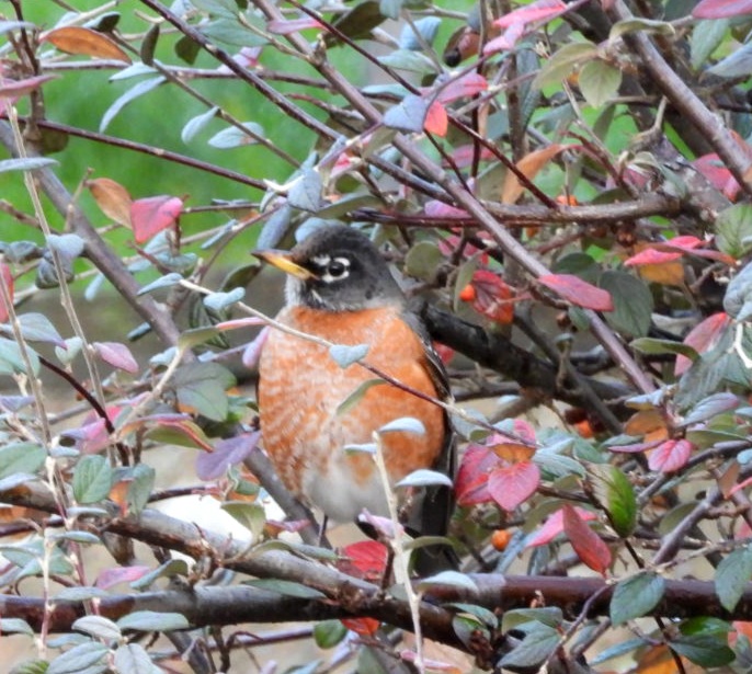 American Robin