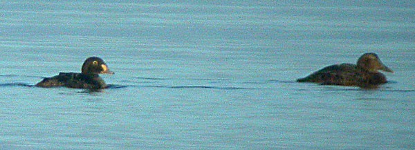 King Eider