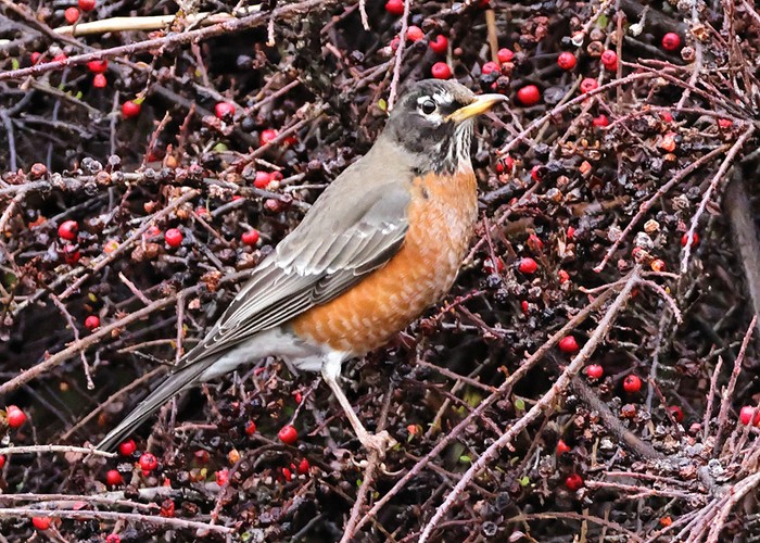 American Robin