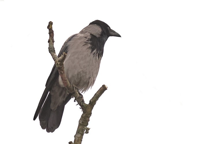 Hooded Crow